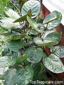 Dinner Plate Aralia